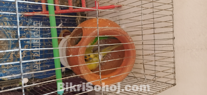 বাজিগর পাখি